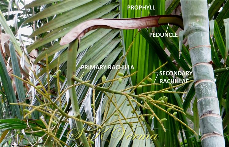 Infl. with tubular prophyll, Pr. and Sec. rachillae bearing fruits